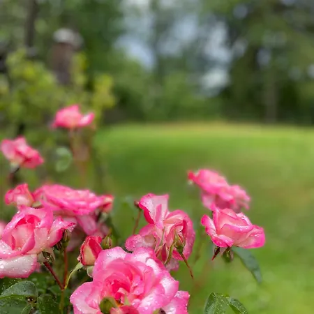 Pidkova * ヴェルホヴィナ